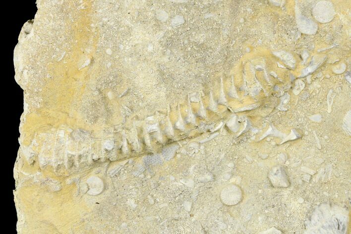 Plate of Archimedes Screw Bryozoan Fossils - Alabama #178262